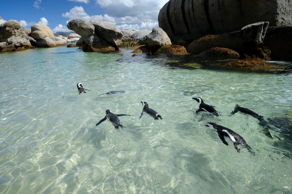 african penguin diving
