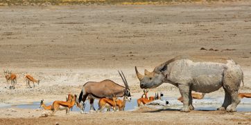 black rhino etosha