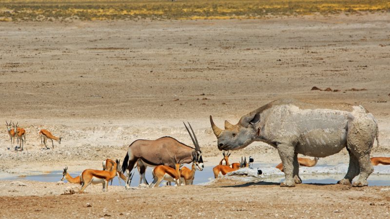 Where To See Wildlife In Namibia | AFKTravel