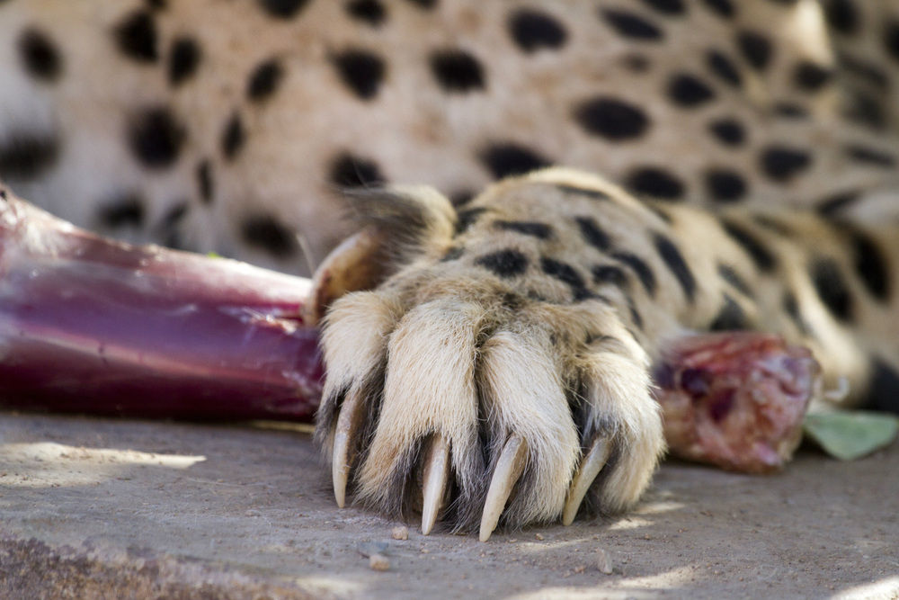 cheetah claw
