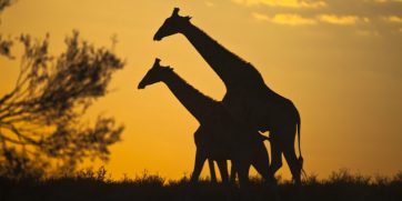 Kgalagadi giraffes (