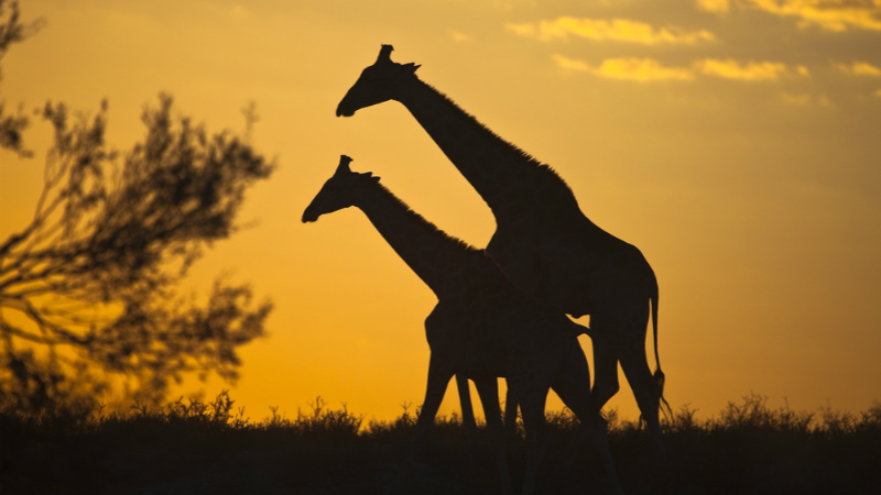 Kgalagadi giraffes (