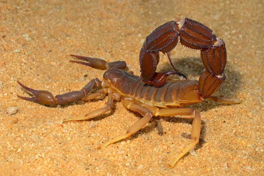 kalahari scorpion