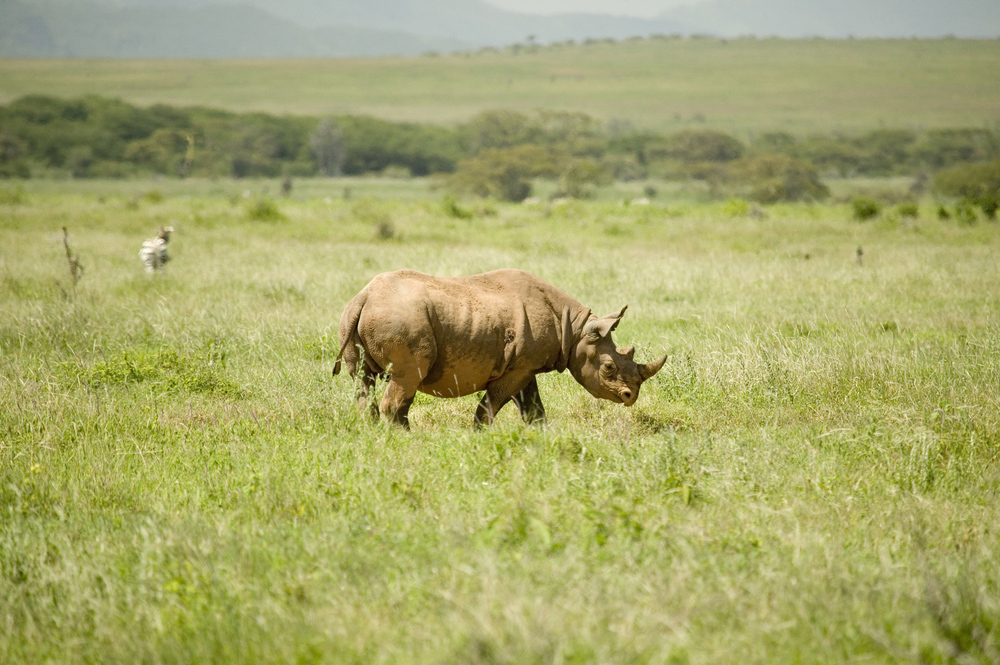 lewa black rhino