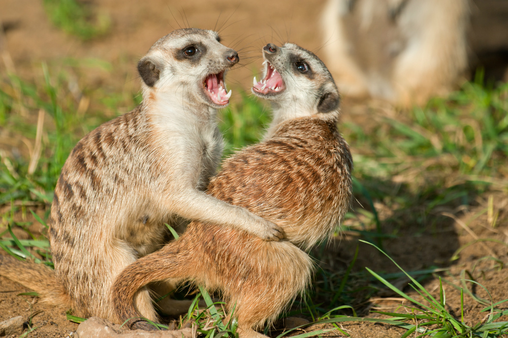 meerkat battle