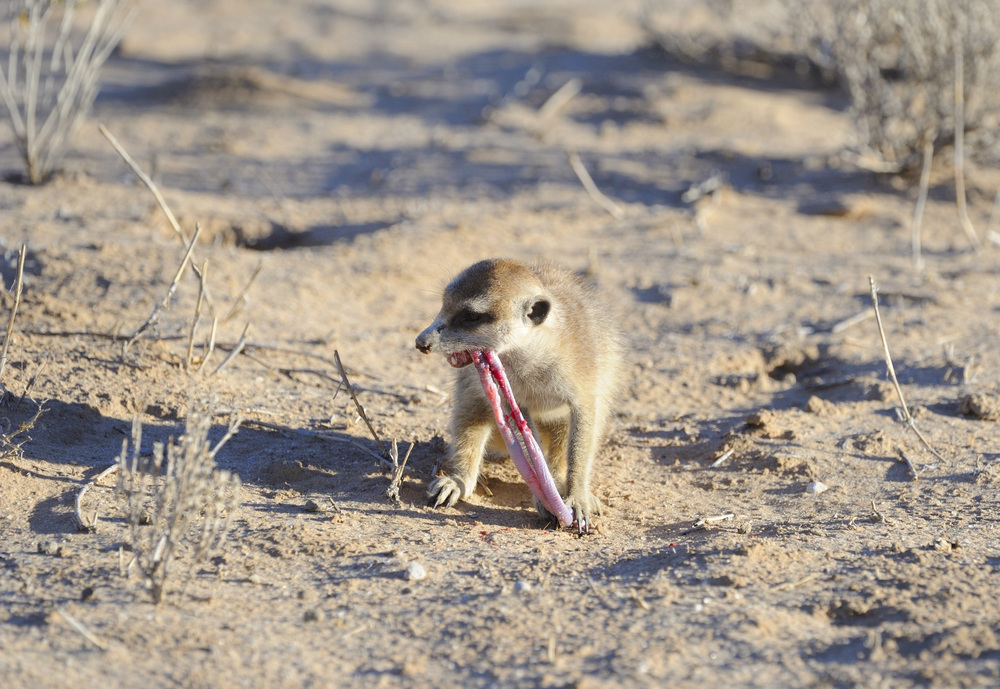 meerkat eating snake