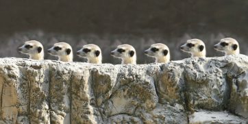 meerkat row