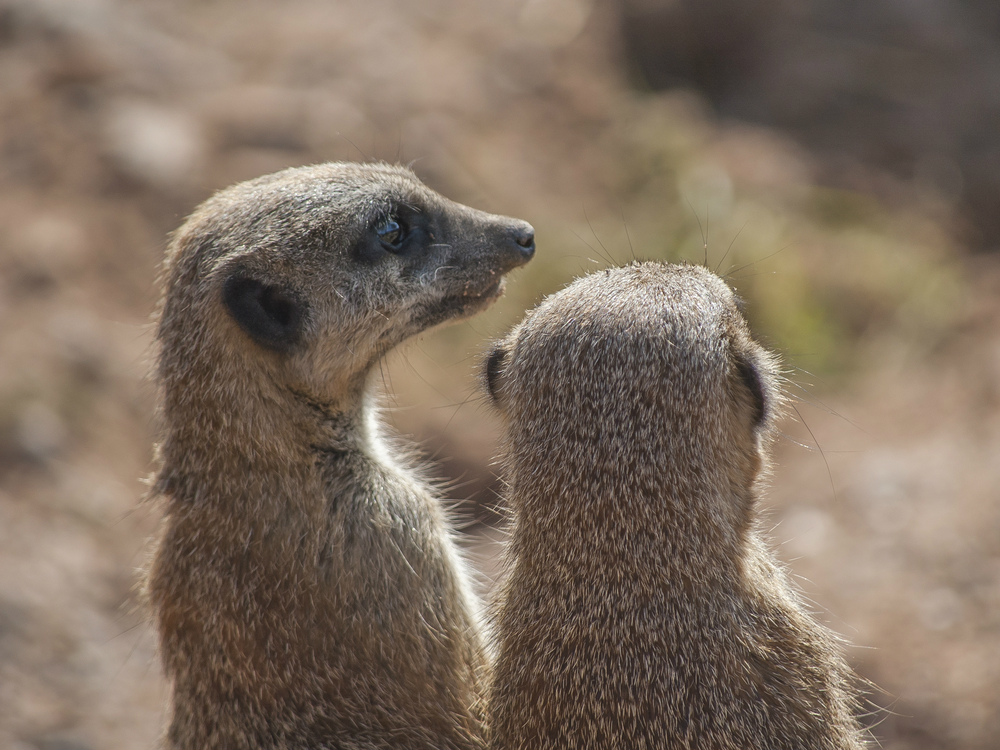 meerkats talking