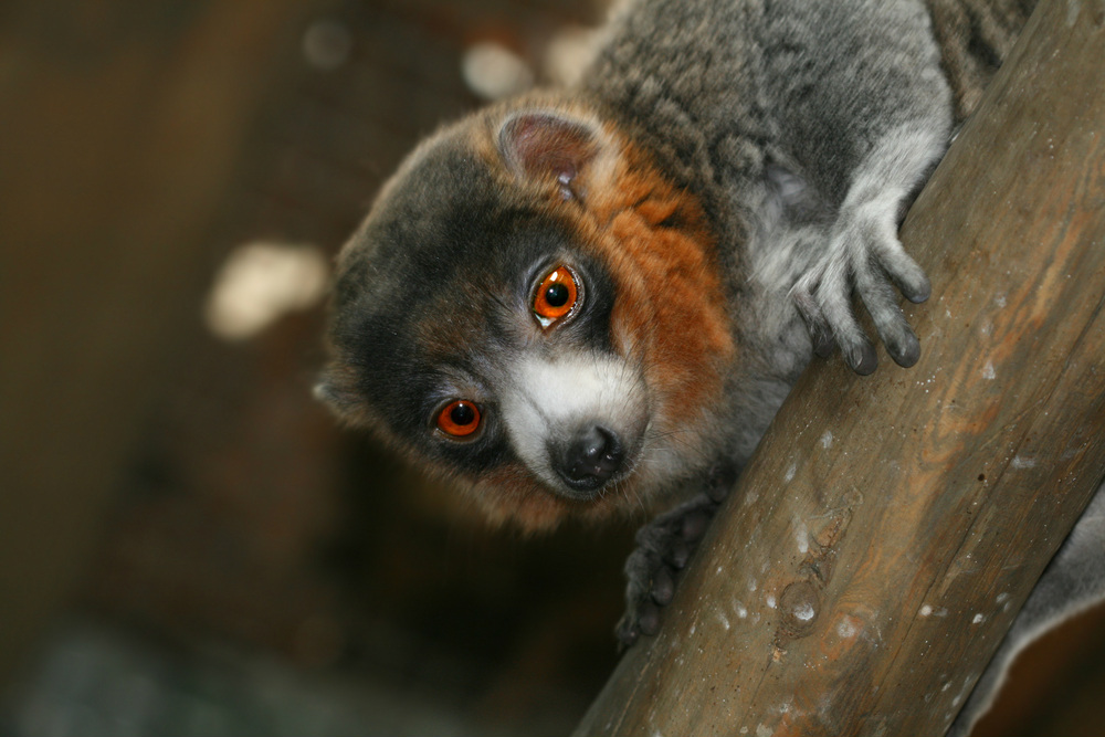 mongoose lemur