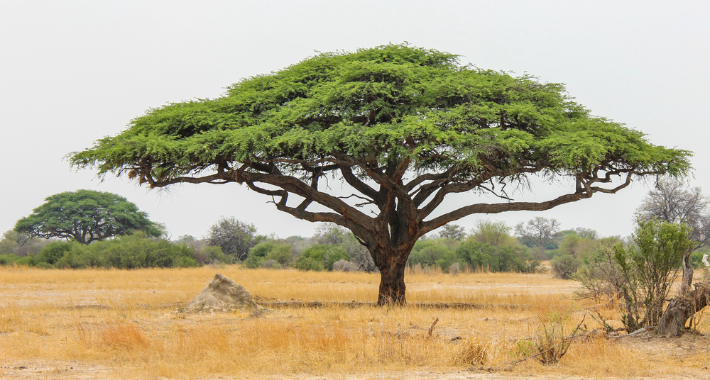 Akasya Tree