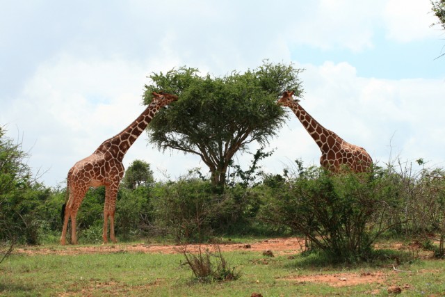 acacia and giraffes