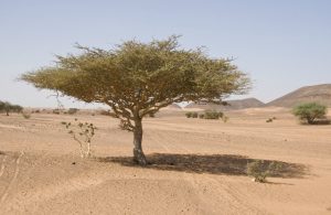 acacia deserto sahara albero afktravel sudan woestijn dsert