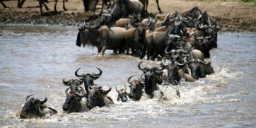 wildebeest