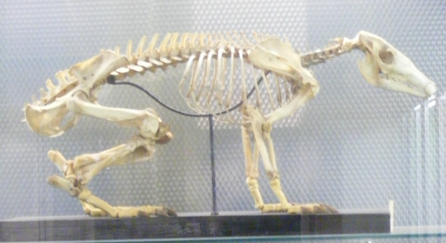 aardvark skeleton