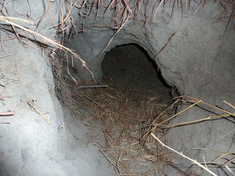 aardvark burrow
