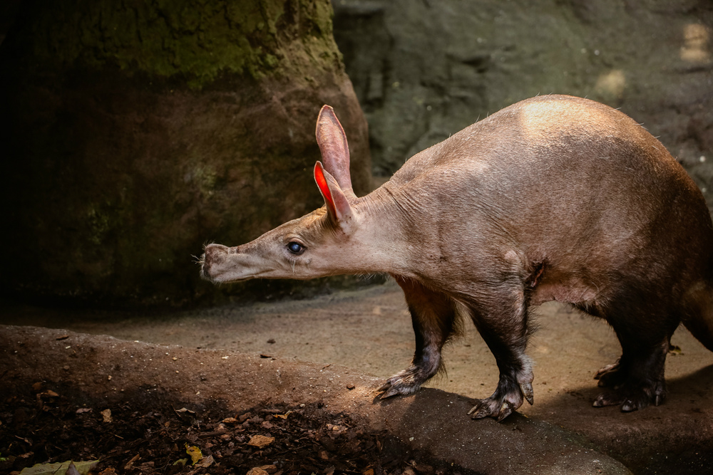 aardvark close up