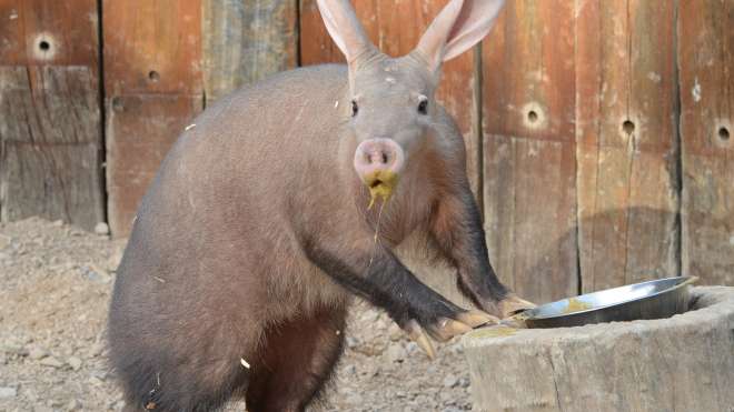 aardvark eating