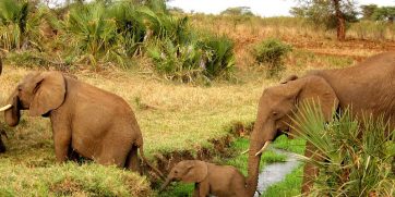 mara naboisho elephants