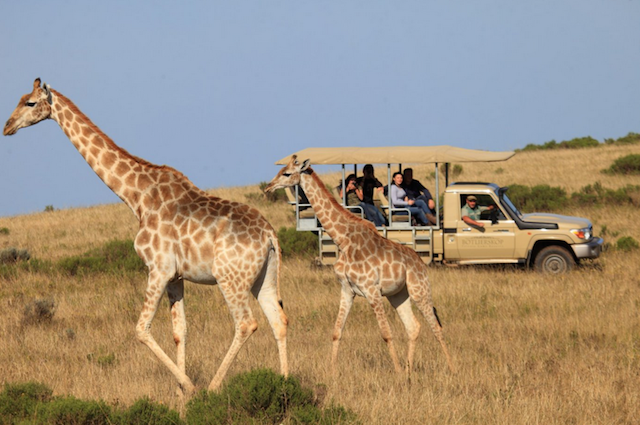 safari at botlierskop south africa