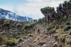 kilimanjaro trek