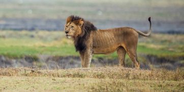 lion ngorongoro