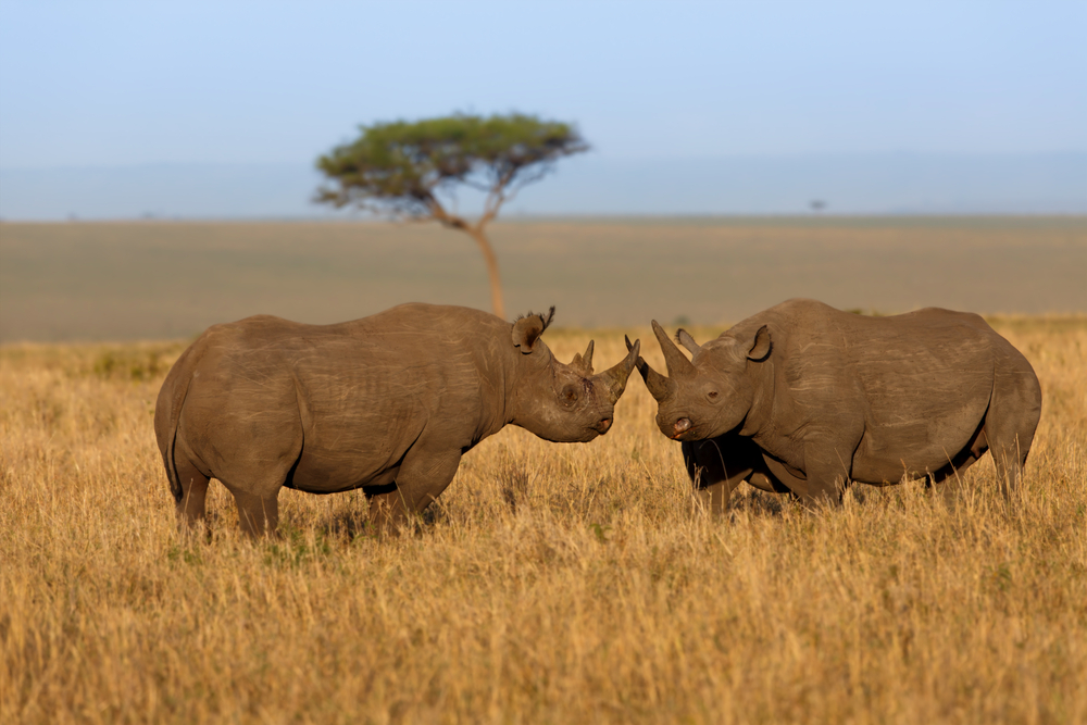 masai mara rhino