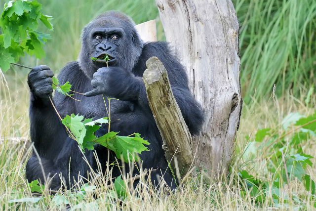 mountain gorilla eating
