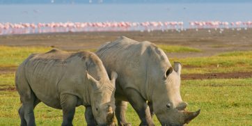 nakuru rhino