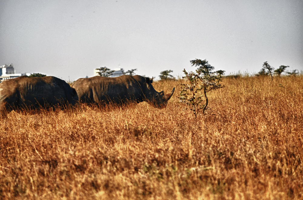 rhinos nairobi national park