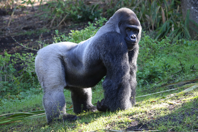 silverback mountain gorilla