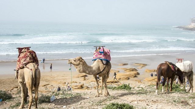taghazout camels