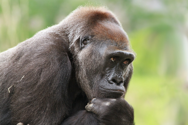 thinking mountain gorilla