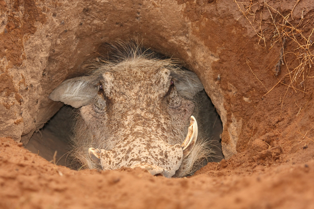 warthog in hole