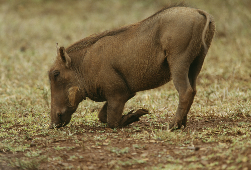 warthog kneeling