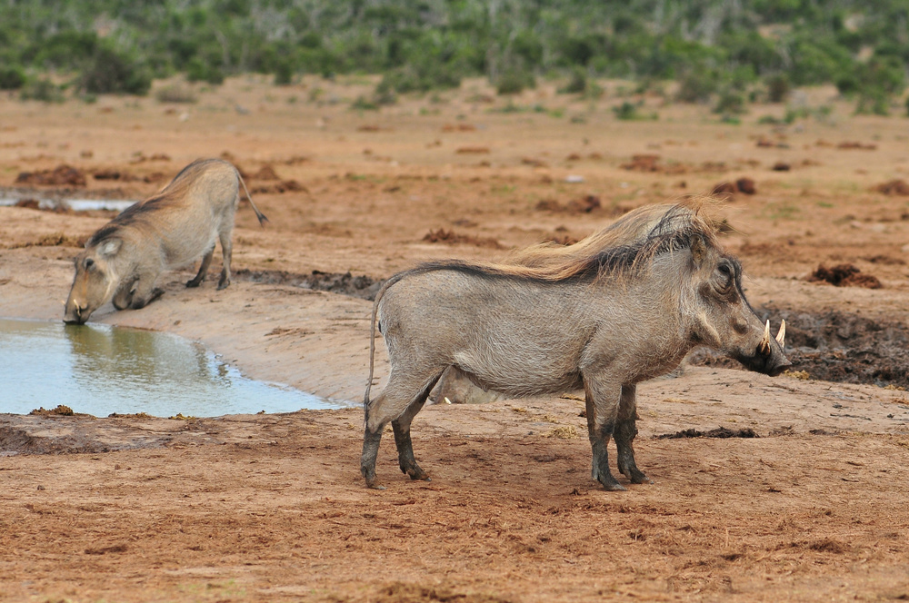 warthog watering hole