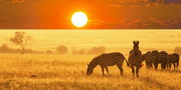 wildlife namibia wide