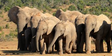 addo elephant