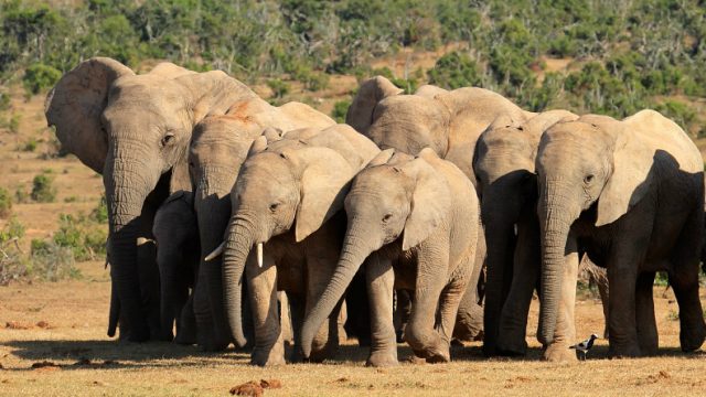 addo elephant