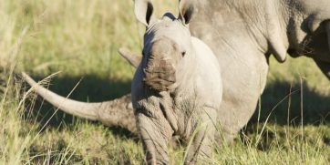 baby white rhino