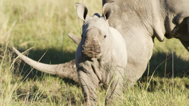 baby white rhino