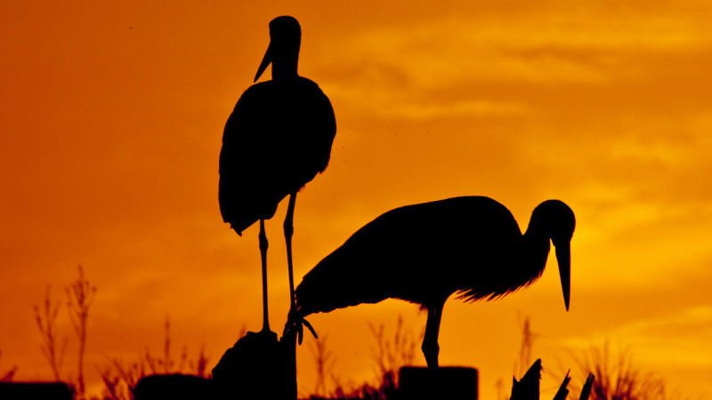 african bird silhouettes