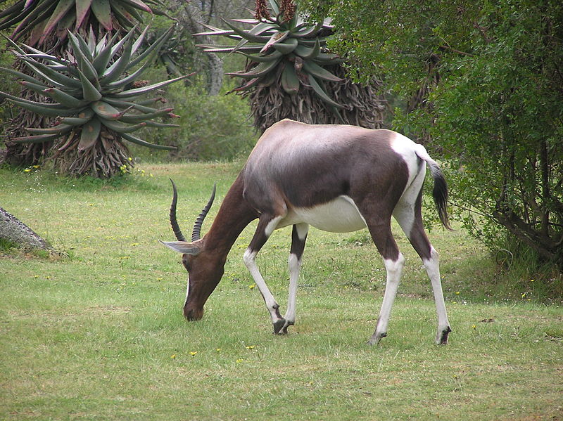 bontebok national park