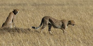 cheetah africa