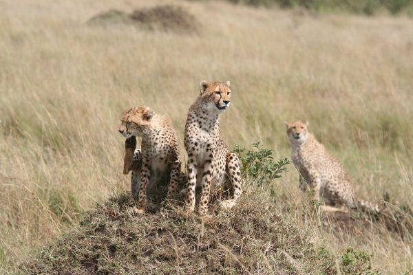 The Best Places To See Cheetahs In Africa | AFKTravel