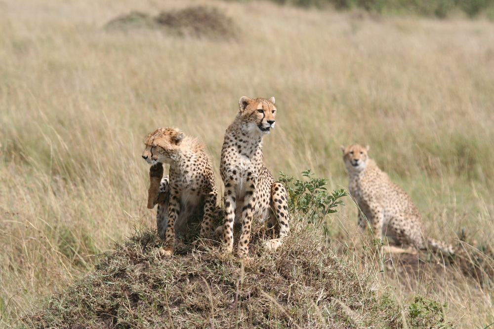 cheetah botswana