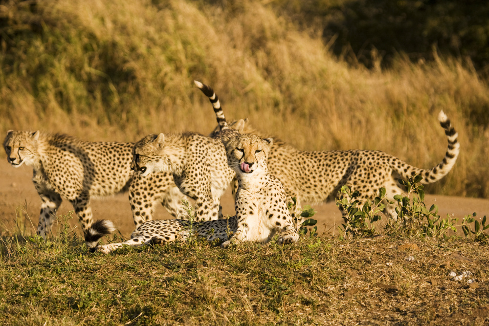 cheetahs at phinda