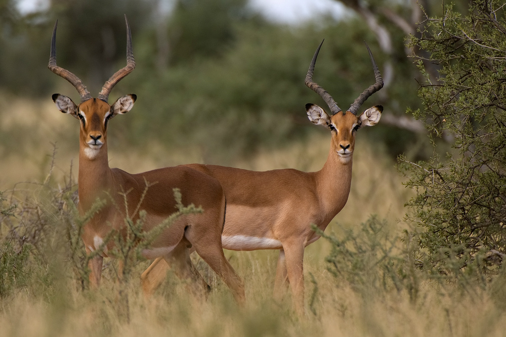 impala in mokala national park