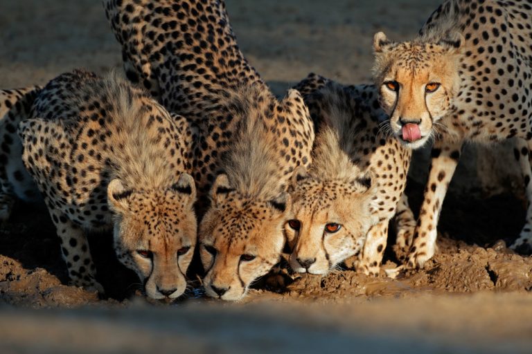 The Best Places To See Cheetahs In Africa | AFKTravel