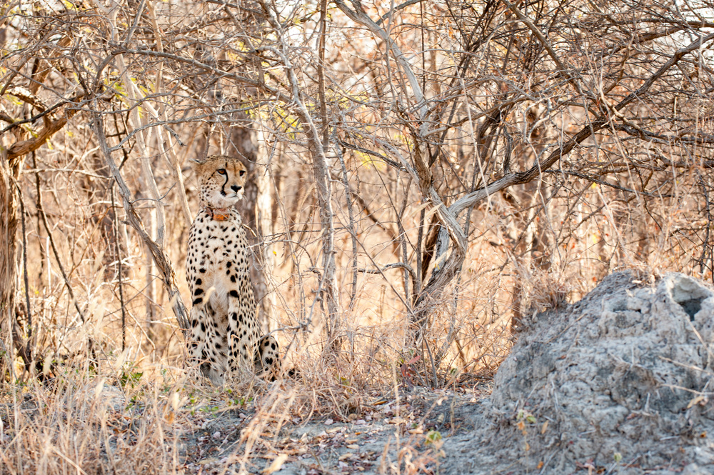 kruger cheetah