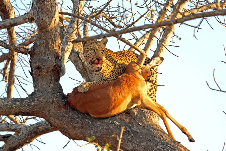 Leopard Eats Rabbit 10 Things You Didn't Know About African Leopards | AFKTravel